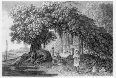 Banyan Tree, William Hodgesin teoksesta "Travels in India in the Years 1780-83", kaiverrettu Benjamin Pouncy (fl.1772-99), julkaistu 1792 tekijältä William Hodges