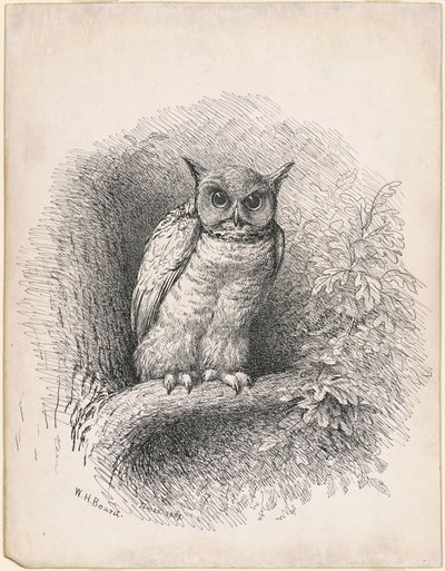 Pöllö tekijältä William Holbrook Beard