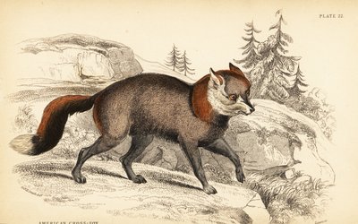 Amerikkalainen ristekettu, Fox foxes tekijältä William Home Lizars