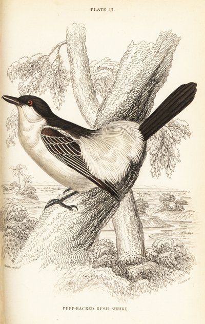 Mustaselkäinen puffback, Dryoscopus cubla tekijältä William Home Lizars