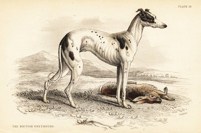 Brittivinttikoira, Canis lupus familiaris tekijältä William Home Lizars