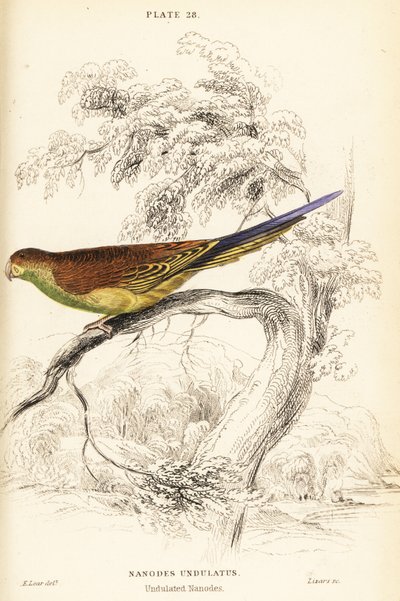 Budgerigar, Melopsittacus undulatus tekijältä William Home Lizars