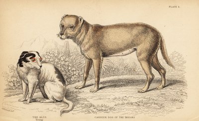 Intiaanien kantokoira tai Meksikon Techichi, chihuahuan esi-isä Canis lupus familiaris ja nuori Alco-koira, Yzi-cuinte potzotli Meksikossa, Canis lupus familiaris (Canis alco) tekijältä William Home Lizars