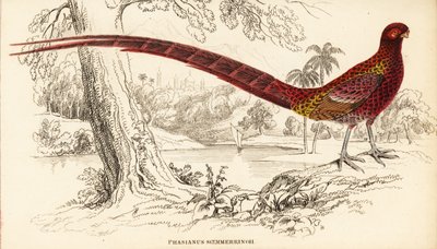 Kuparifasaani tai Soemmerringin fasaani, Syrmaticus soemmerringii (Phasianus soemmerringii) tekijältä William Home Lizars