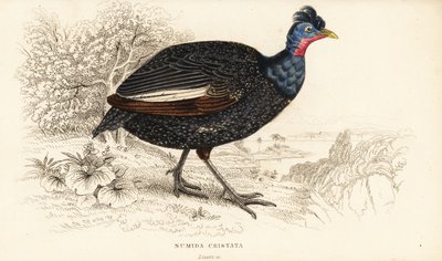 Harillinen helmikana, Guttera pucherani (Numida cristata) tekijältä William Home Lizars