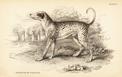 Dalmatiankoira tai valmentaja, Canis lupus familiaris tekijältä William Home Lizars