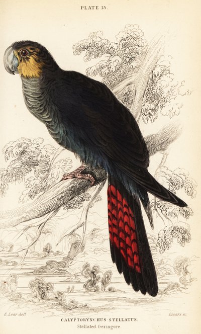 Kiiltävä musta kakadu, Calyptorhynchus lathami tekijältä William Home Lizars