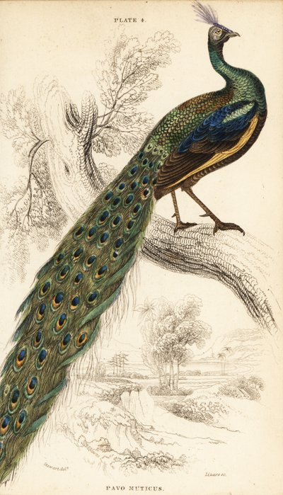 Vihreä riikinkukko, Peacock muticus tekijältä William Home Lizars