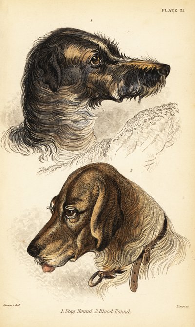 Polttarikoiran päät 1 ja verikoira 2, Canis lupus familiaris (Canis sagaces ja Canis sanguinarius) tekijältä William Home Lizars