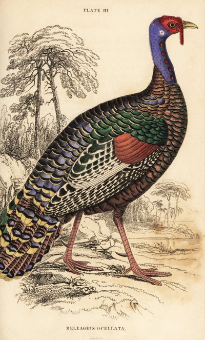 Ocellated kalkkuna, Meleagris ocellata tekijältä William Home Lizars