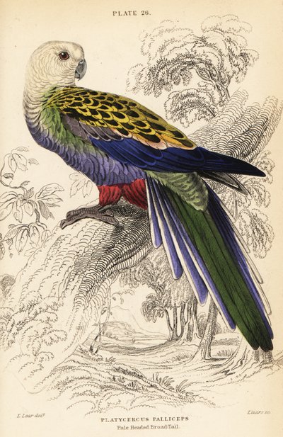 Vaaleapäinen rosella (palliceps) tekijältä William Home Lizars
