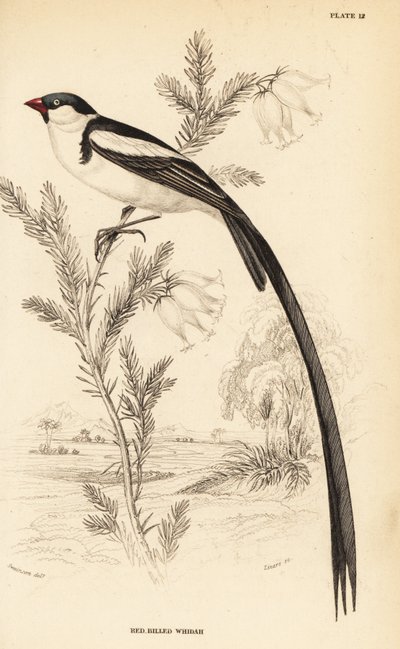 Pin-tailed Whydah, Vidua macroura (Red-billed whidah, Vidua erythrorhynchus) tekijältä William Home Lizars