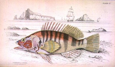 Taulu 17 Serbanus Scriba (Baziluzzon saari), taiteilijan kaiverrettu teoksesta "Naturalist