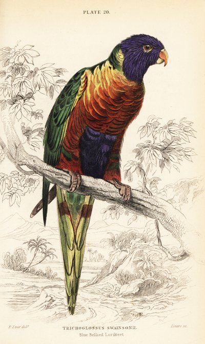Rainbow lorikeet, Trichoglossus moluccanus tekijältä William Home Lizars