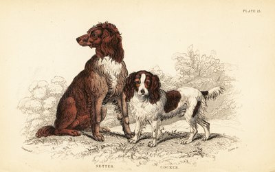 Setter ja cockerspanieli, Canis lupus familiaris tekijältä William Home Lizars