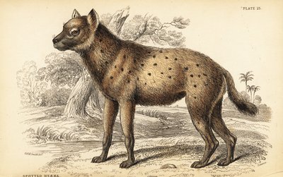 Täplähyeena tai naurava hyeena, Crocuta crocuta (Hyaena crocuta) tekijältä William Home Lizars