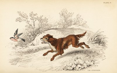 Springeri tai englantilainen springerspanieli, Canis lupus familiaris tekijältä William Home Lizars