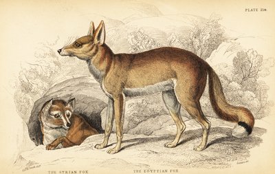 Syyrian kettu eli Taaleb, Vulpes thaleb (tai Blanfordin kettu, Vulpes cana?) ja egyptinkettu eli Sabora, Vulpes vulpes niloticus tekijältä William Home Lizars