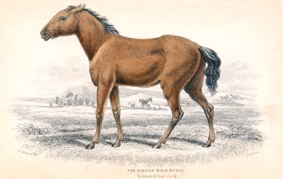 Tarpan, 1830 tekijältä William Home Lizars