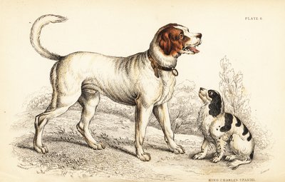 Alppi- tai bernhardinkoira, Canis lupus familiaris ja King Charles spanieli, Canis lupus familiaris (Canis extrarius) tekijältä William Home Lizars