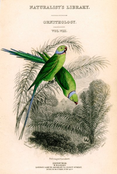 The Naturalists Library, Ornithology Vol VIII, Red ringed Parrakeet, c1833-1865. tekijältä William Home Lizars
