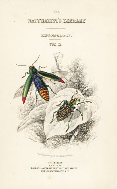 Nimisivu, jossa vinjetti jalokivikuoriainen, Chrysochroa fulminans ja laikkusiipinen timanttikuoriainen, Curculio splendens tekijältä William Home Lizars