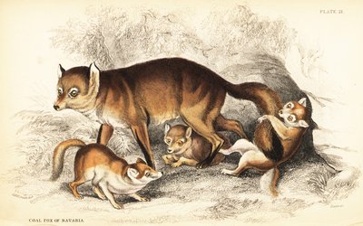 Erilaisia punakettuja, Vulpes vulpes, pentuineen (Baijerin hiilikettu, Vulpes alopex) tekijältä William Home Lizars