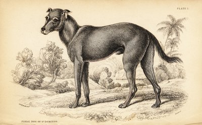 Dominikaanisesta tasavallasta ja Haitista löydetty villikoira, Canis lupus familiaris (Feral dog of St tekijältä William Home Lizars