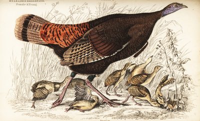 Villi kalkkuna, naaras ja nuori, Meleagris gallopavo tekijältä William Home Lizars