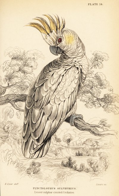 Keltaharjakakadu, Cacatua sulphurea tekijältä William Home Lizars
