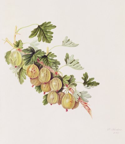 Vihreä karviainen, 1815 tekijältä William Hooker