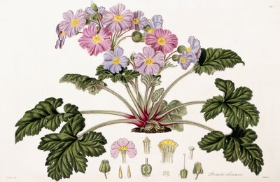 Primula Sinensis, 1821-1826 tekijältä William Hooker