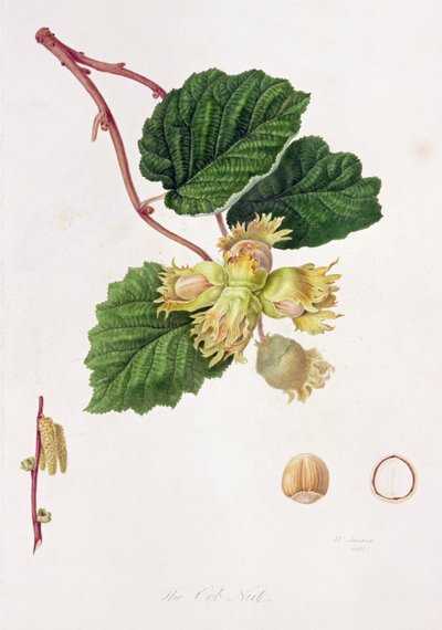 Cob Nut, 1816 tekijältä William Hooker