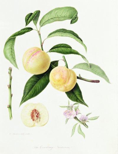 Conudray-nektariini, 1820 tekijältä William Hooker