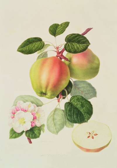 Hollantilainen Codlin, 1820 tekijältä William Hooker