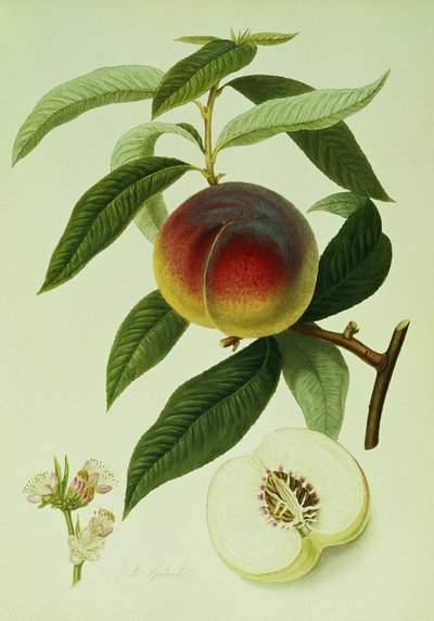 The Galande Peach (värilitografia) tekijältä William Hooker