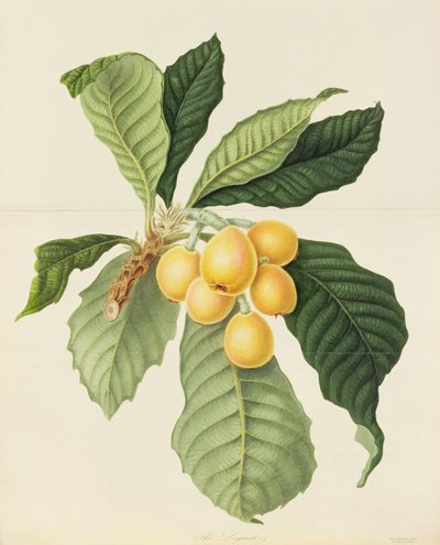 Loquat tekijältä William Hooker