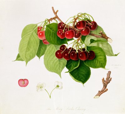 Toukokuun herttuan kirsikka, 1815 tekijältä William Hooker
