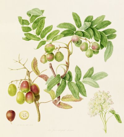 Päärynän muotoinen palvelurapuomena, 1820 tekijältä William Hooker