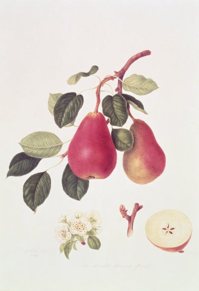 Punainen Beurree-päärynä, 1819 tekijältä William Hooker