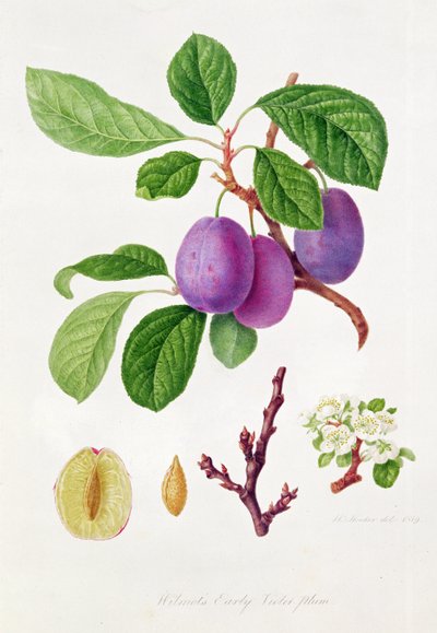Wilmotin varhainen violetti luumu tekijältä William Hooker