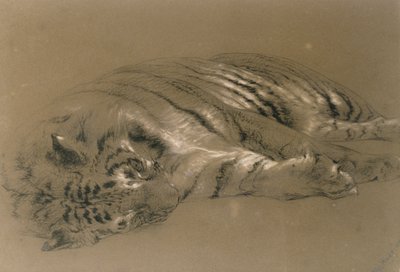 Nukkuva tiikeri, 1876 (kynä ja liitu paperille) tekijältä William Huggins