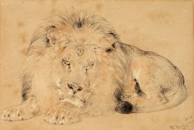 Study of a Lion, 1879 (liitu paperille) tekijältä William Huggins