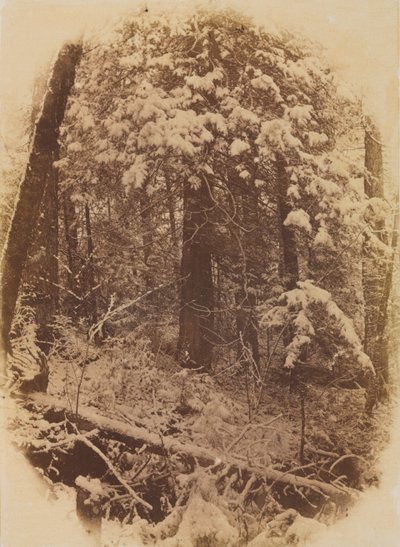 Nimetön Woods in Snow, 1859. tekijältä William James Stillman