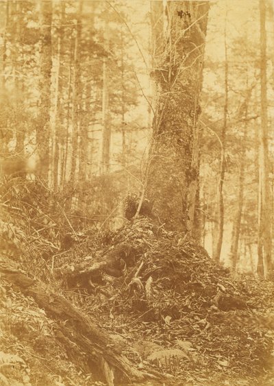 Nimetön, salkusta The Forest: Adirondack Woods tekijältä William James Stillman