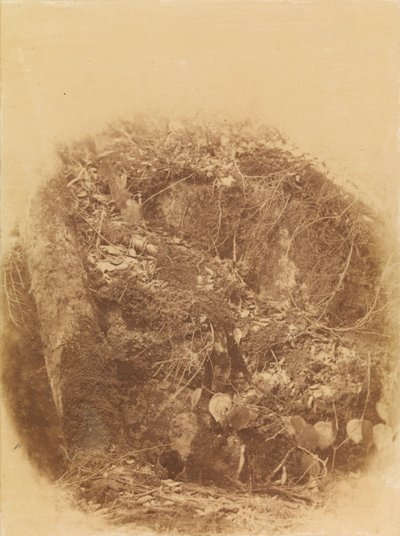 Nimetön, salkusta The Forest: Adirondack Woods tekijältä William James Stillman