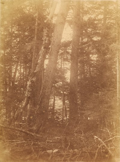 Nimetön, salkusta The Forest: Adirondack Woods tekijältä William James Stillman