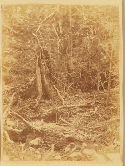 Nimetön, salkusta The Forest: Adirondack Woods tekijältä William James Stillman