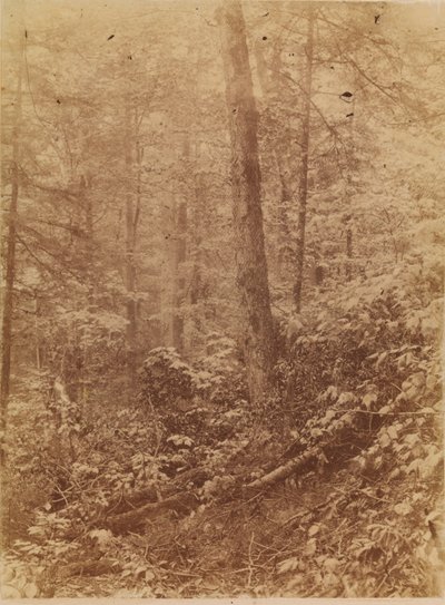 Nimetön, salkusta The Forest: Adirondack Woods tekijältä William James Stillman