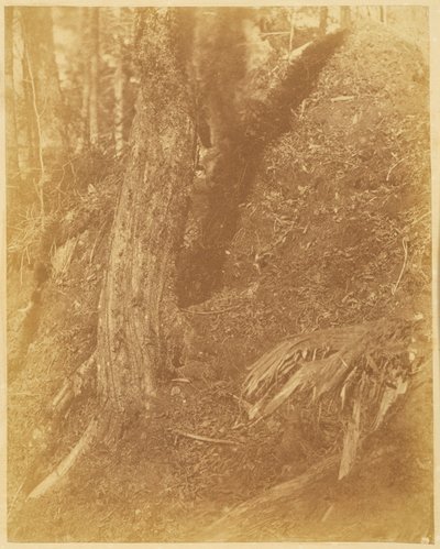 Nimetön, salkusta The Forest: Adirondack Woods tekijältä William James Stillman